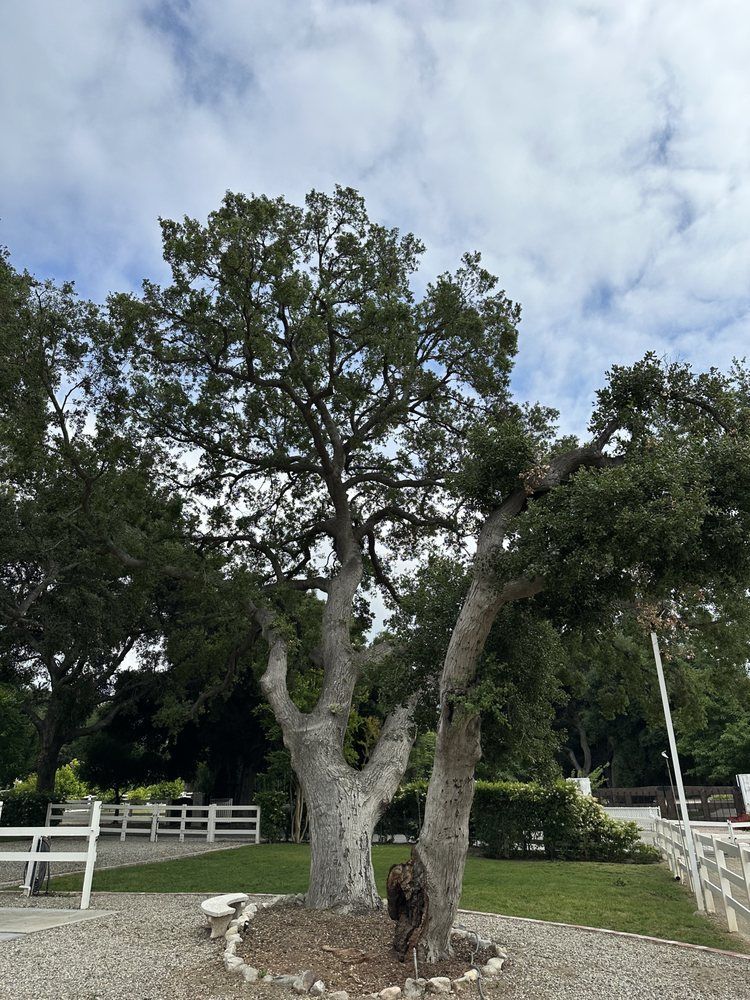Large oak tree with thick trunk and green leaves, set in a gravel-covered area under a cloudy sky.