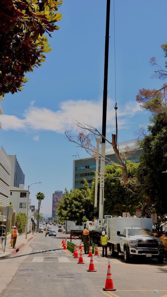 Street scene: Crane removing tree branches. Workers near truck, orange cones on road. Blue sky.