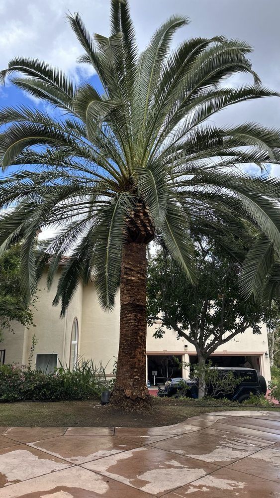 Tall palm tree in front of a light-colored building. The sky is cloudy and overcast.