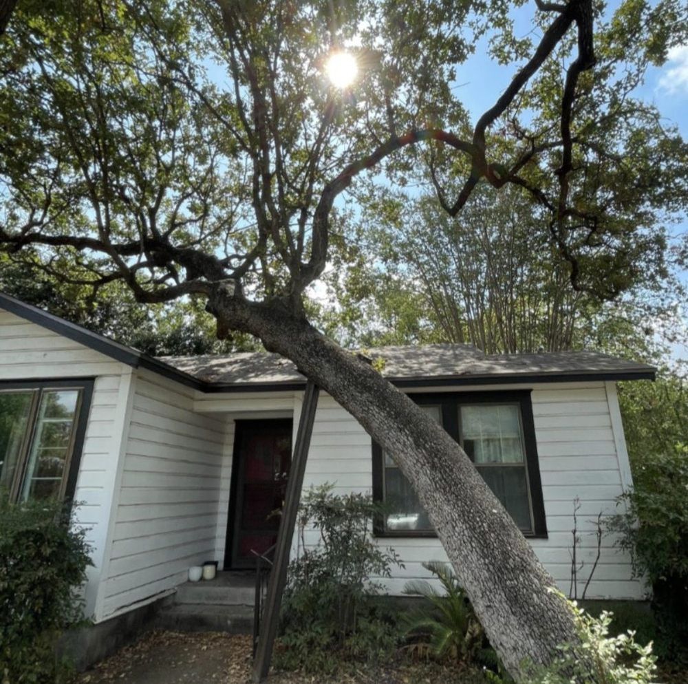 A white house with a large tree leaning over it on a sunny day.