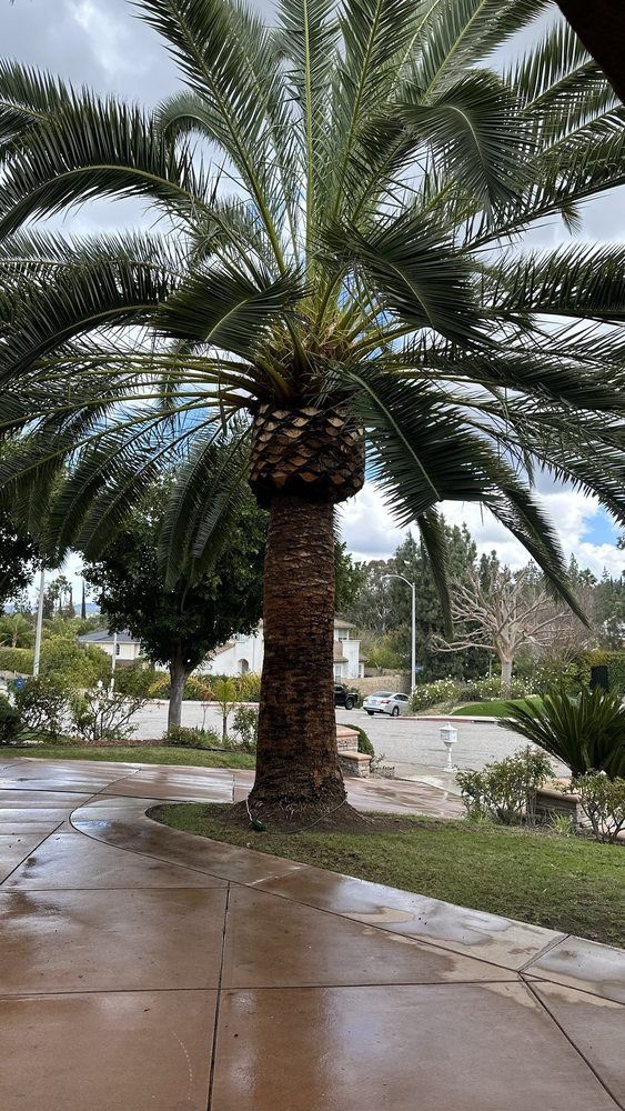 Palm tree with brown trunk and green fronds, wet pavement, overcast sky.
