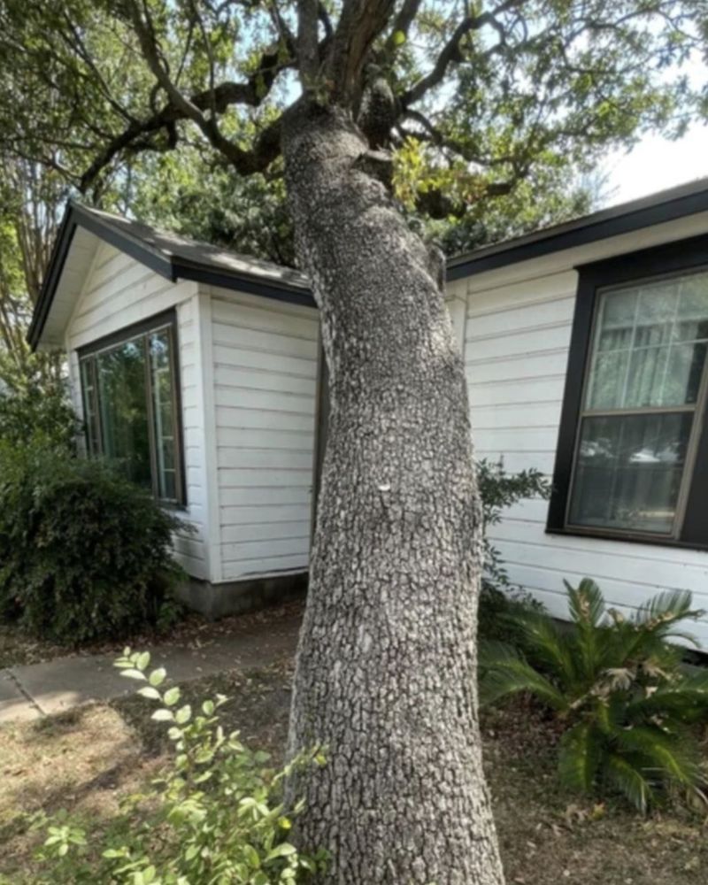 Tree trunk leans against a white house with black trim and windows, a yard surrounds.