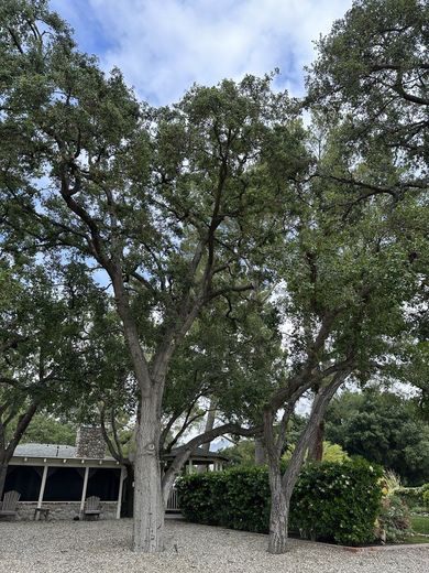 Tall trees with gray trunks and green foliage over a gravel driveway and stone-walled building with a porch.
