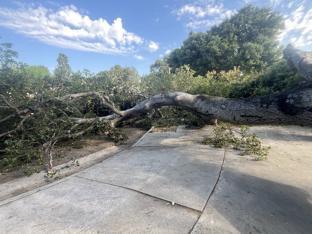 Fallen tree blocking a concrete sidewalk, debris scattered. Green foliage and blue sky in background.