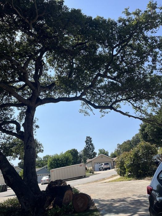 Large tree with thick trunk and branches, partially obscuring a driveway and blue sky.