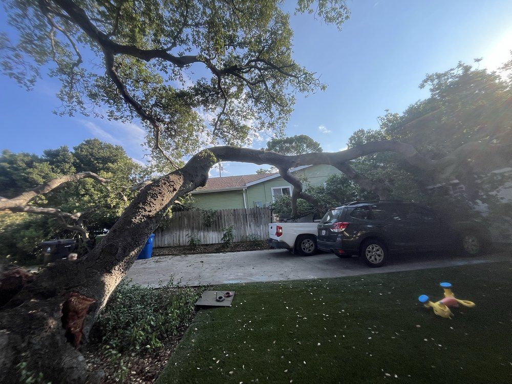 A large tree with a bent branch over a driveway with parked cars. Houses and blue sky in the background.