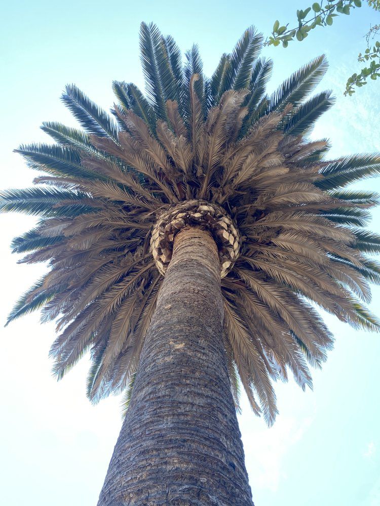 Palm tree, bottom-up view; tall, brown trunk with fan of green and brown fronds against a blue sky.