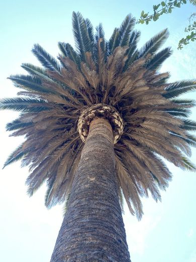 View from below of a tall palm tree with a thick trunk and feathery fronds against a blue sky.