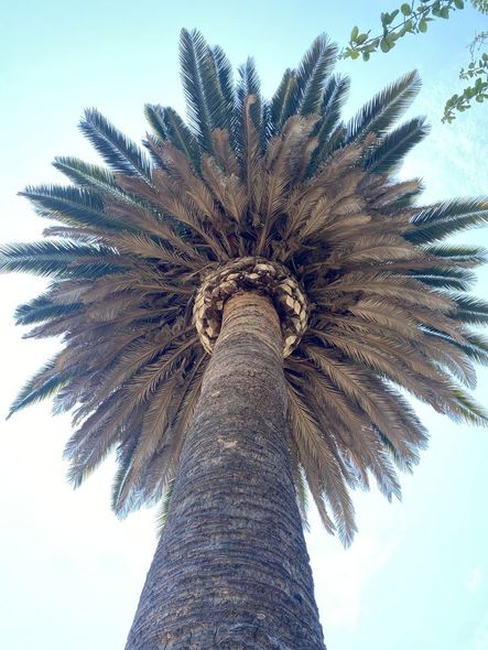 Palm tree, bottom-up view; tall, brown trunk with fan of green and brown fronds against a blue sky.
