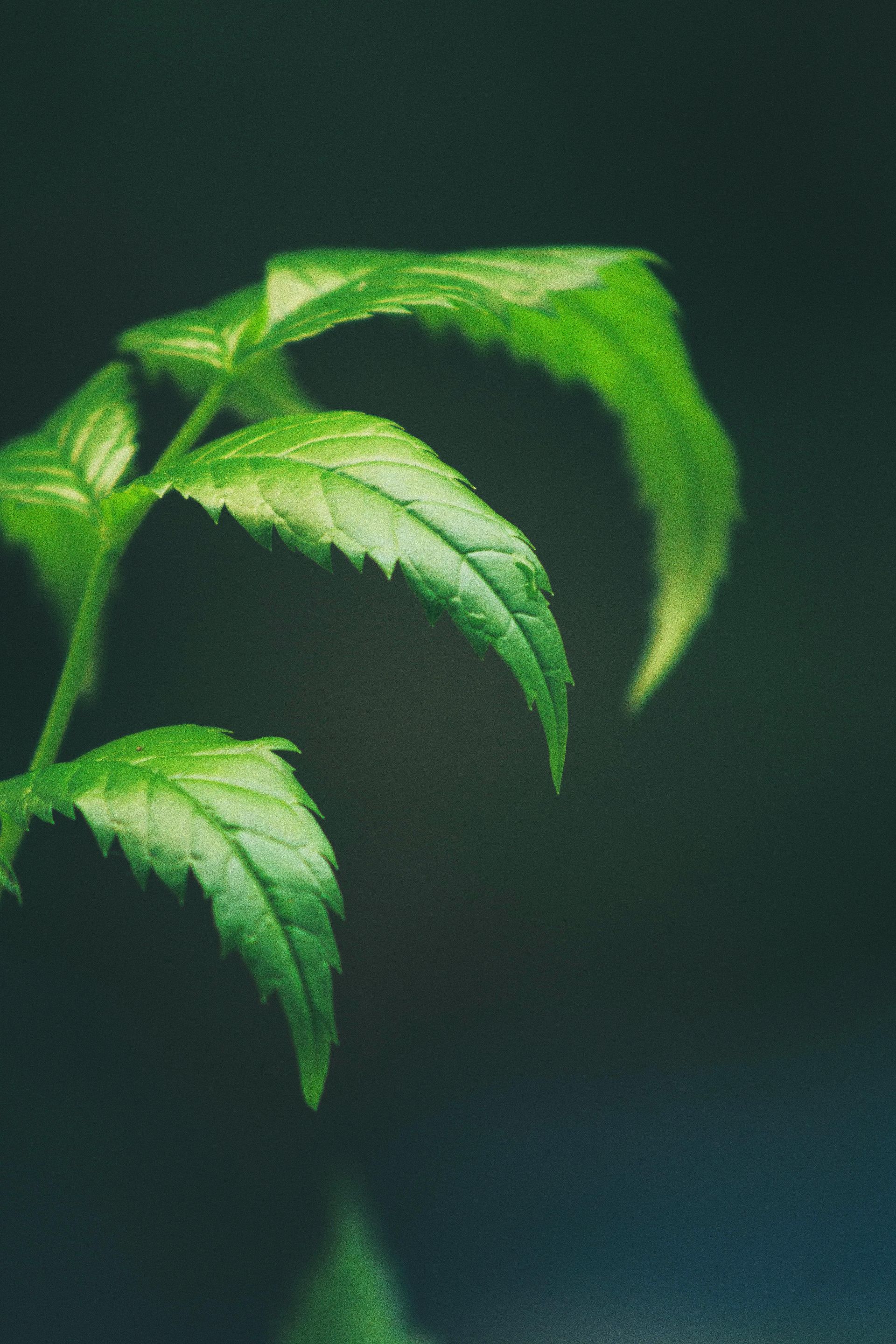 A close up of a green leaf on a dark background.