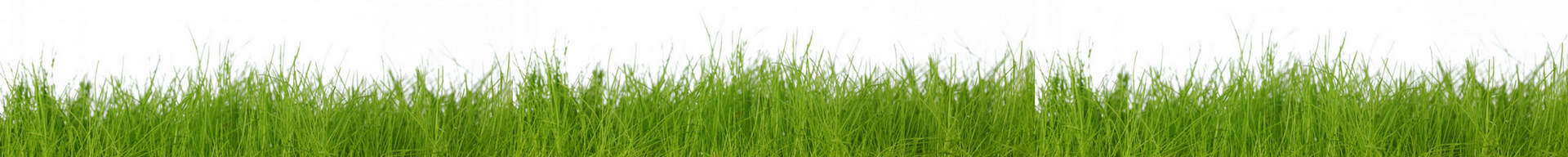 Close-up of bright green grass blades swaying gently