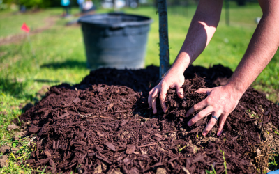 Hands spreading dark mulch over a garden bed beside a black bucket in sunlight