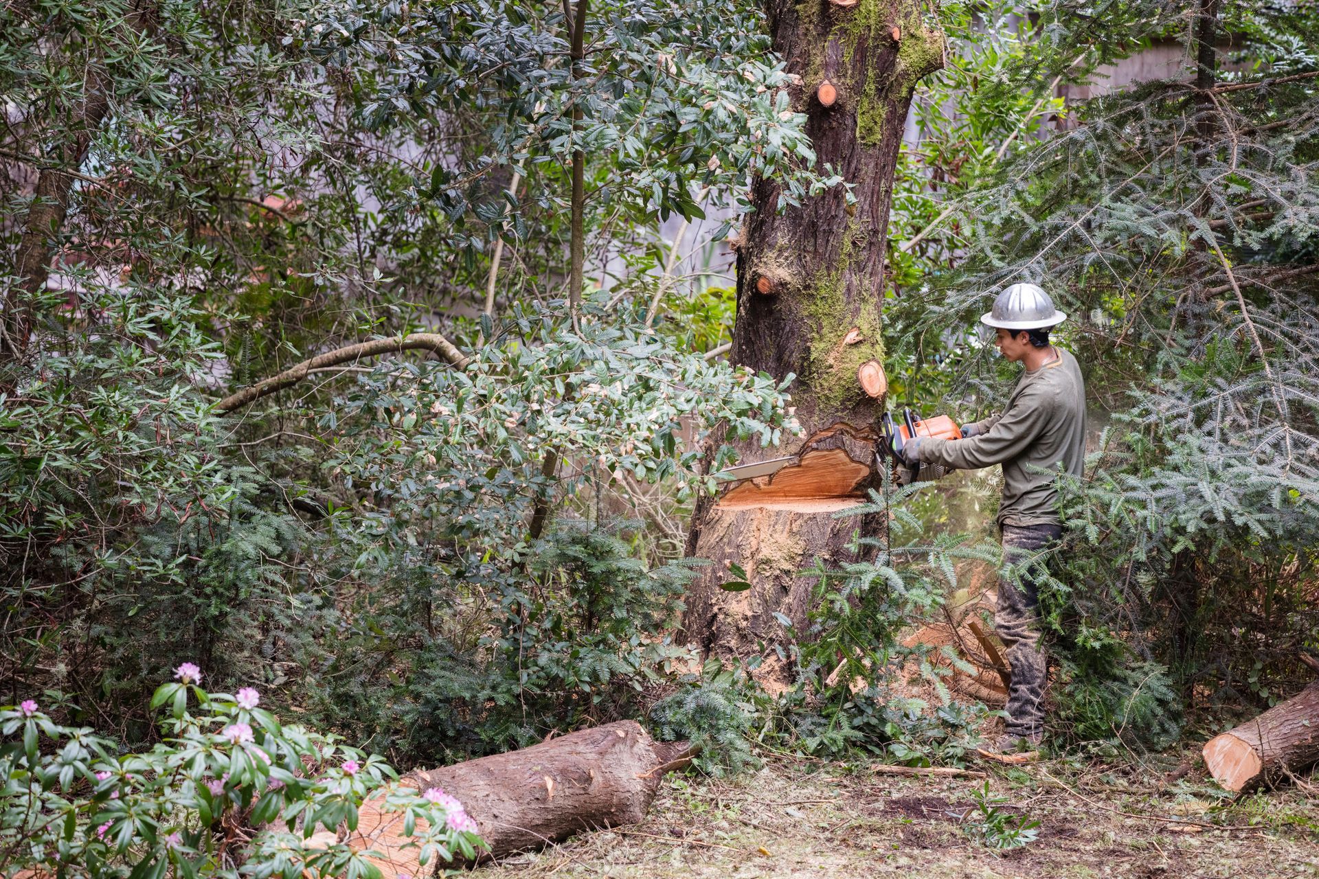 Trees on Residential Area — Warrenton, MO — L & R Tree Removal and Landscaping LLC