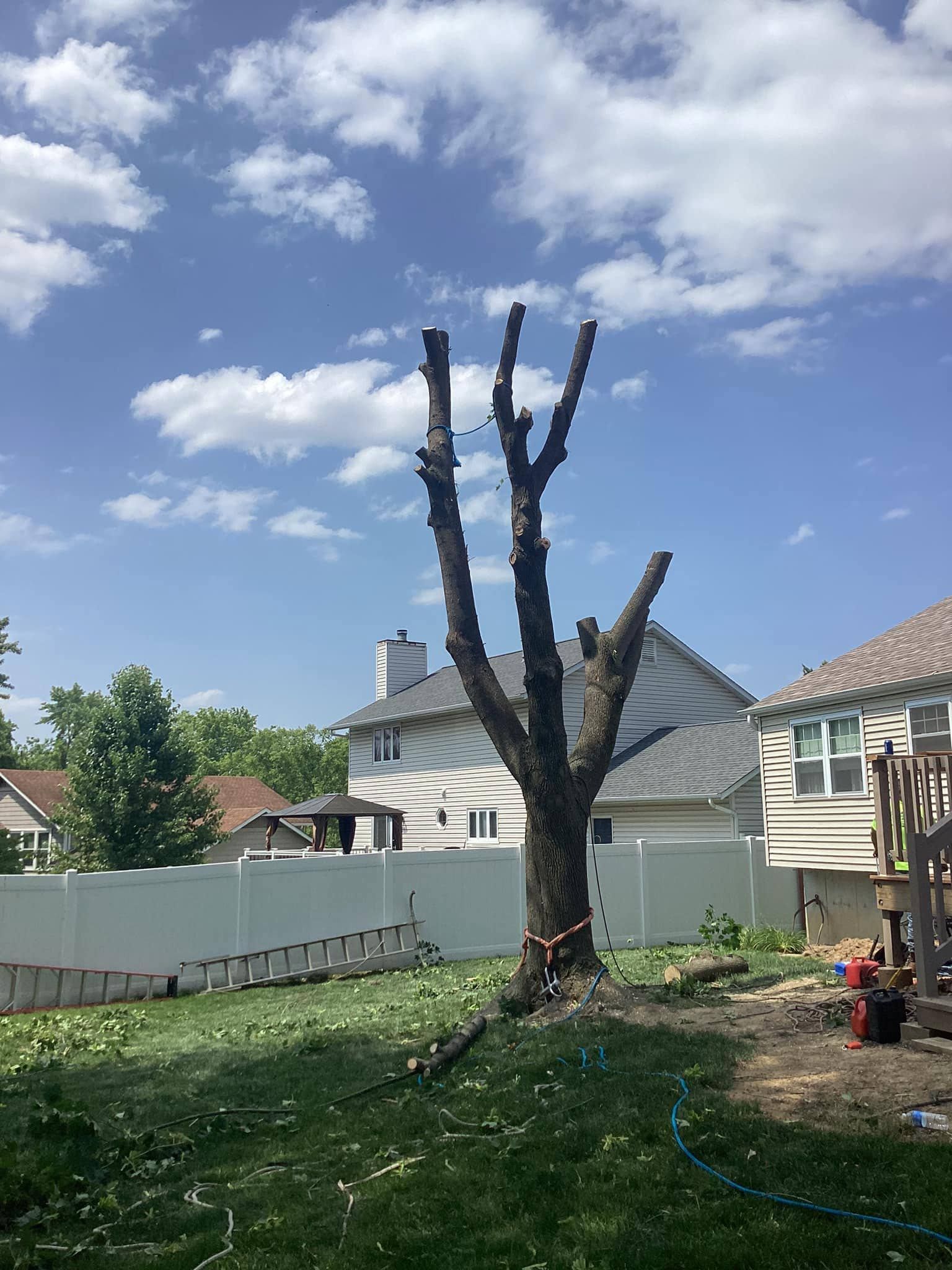 Pruned Tree on Backyard — Warrenton, MO — L & R Tree Removal and Landscaping LLC