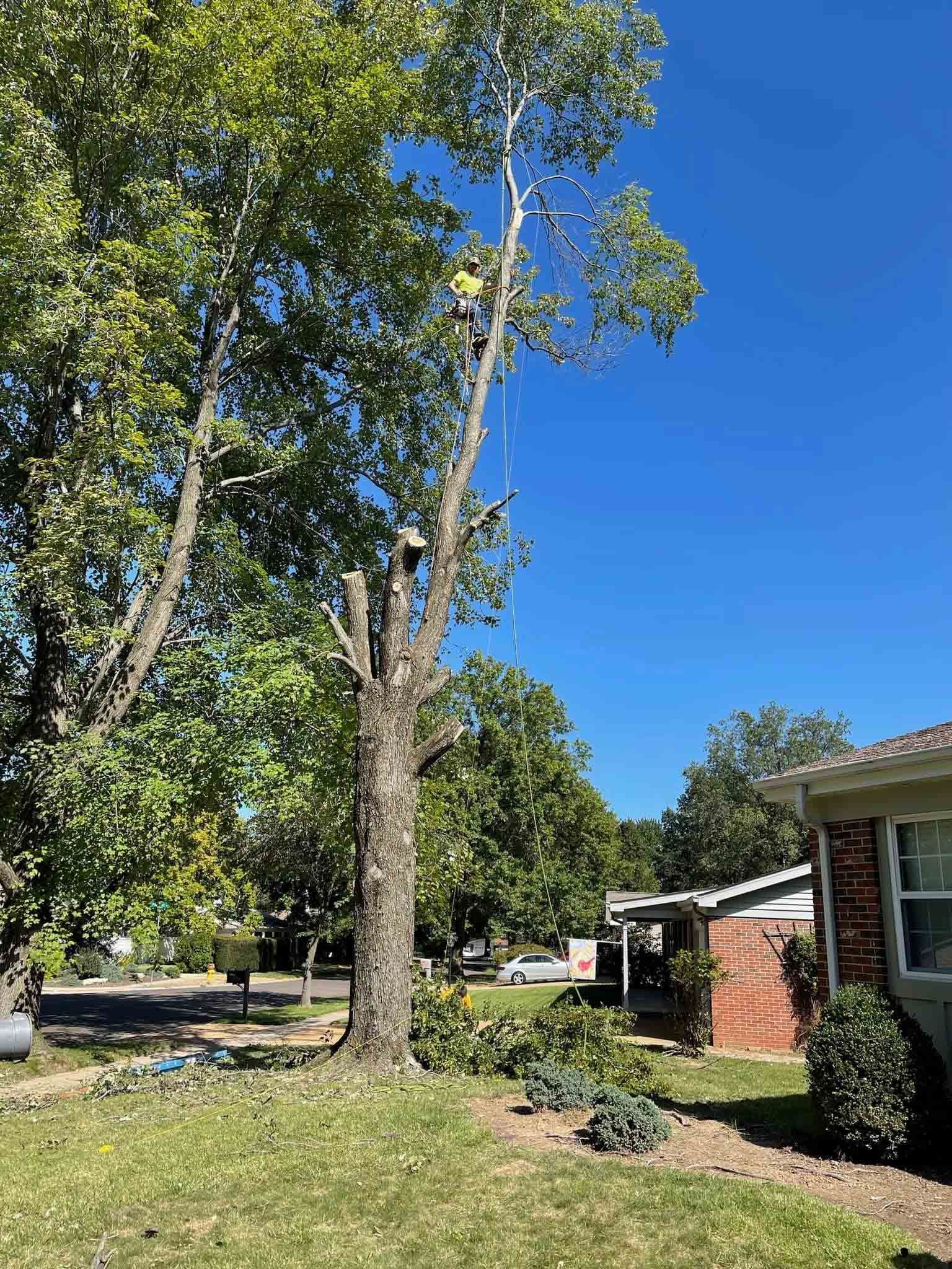 Worker Pruning the Tall Tree — Warrenton, MO — L & R Tree Removal and Landscaping LLC