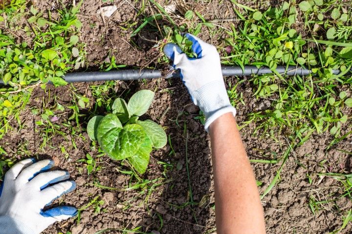 Person in gloves adjusts irrigation tubing near a young plant in a garden.