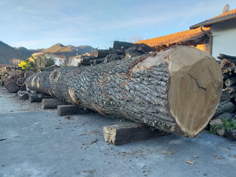tronco per segherie