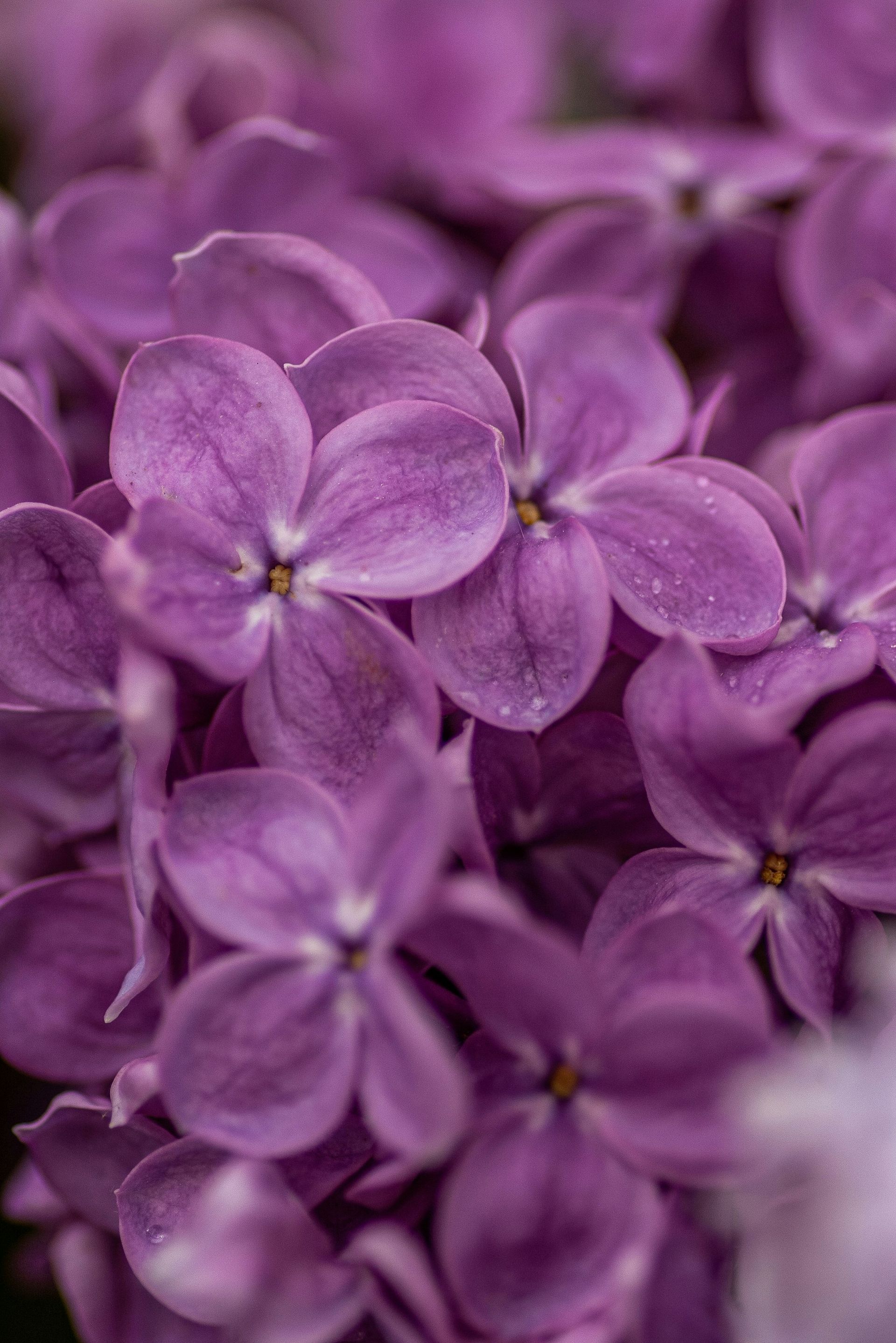 Close-up of purple lilac flowers in full bloom.