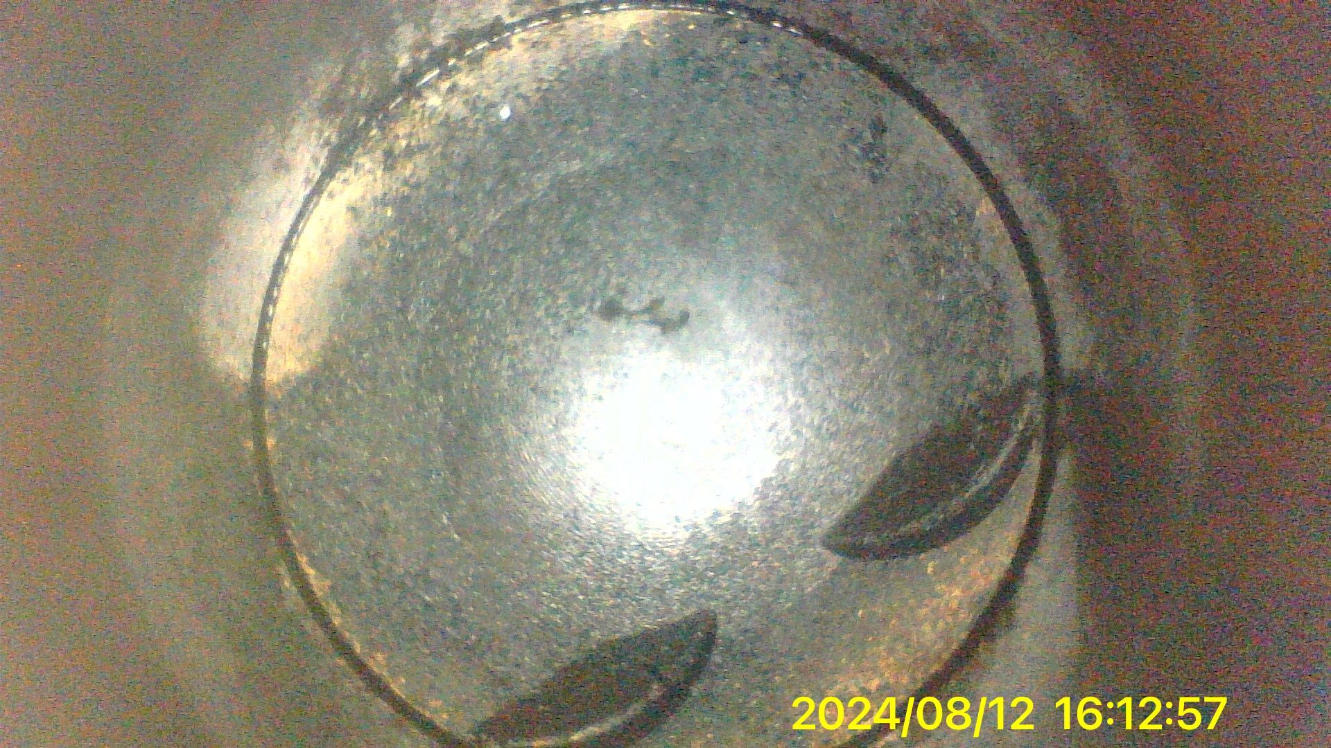 Two fish are swimming in a circle in a tank of water.