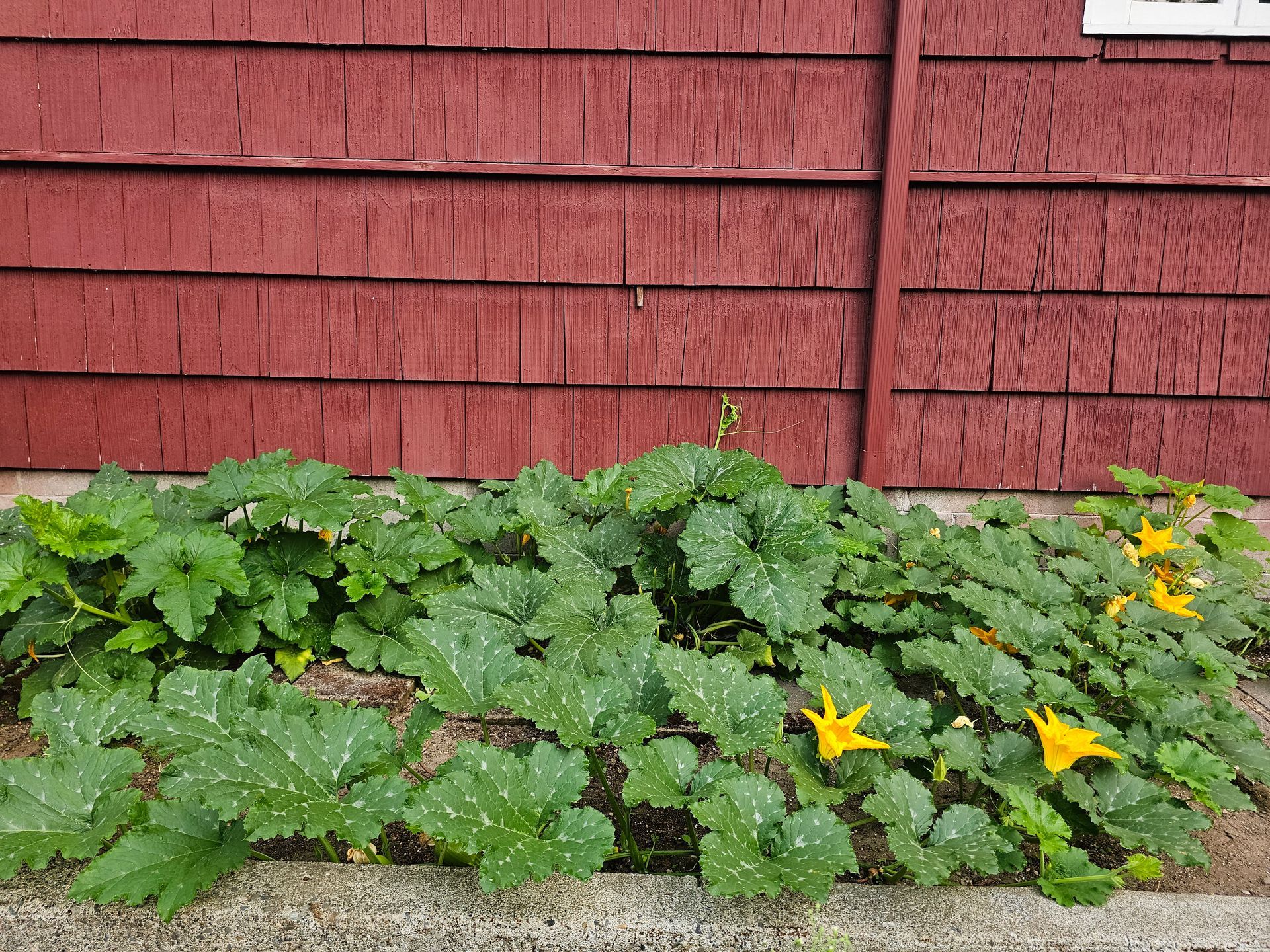 Green pumpkin plants with yellow flowers growing in front of a weathered red wooden wall.