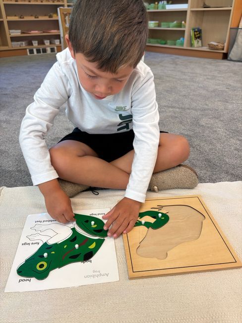 Child working with the Montessori Frog Puzzle 