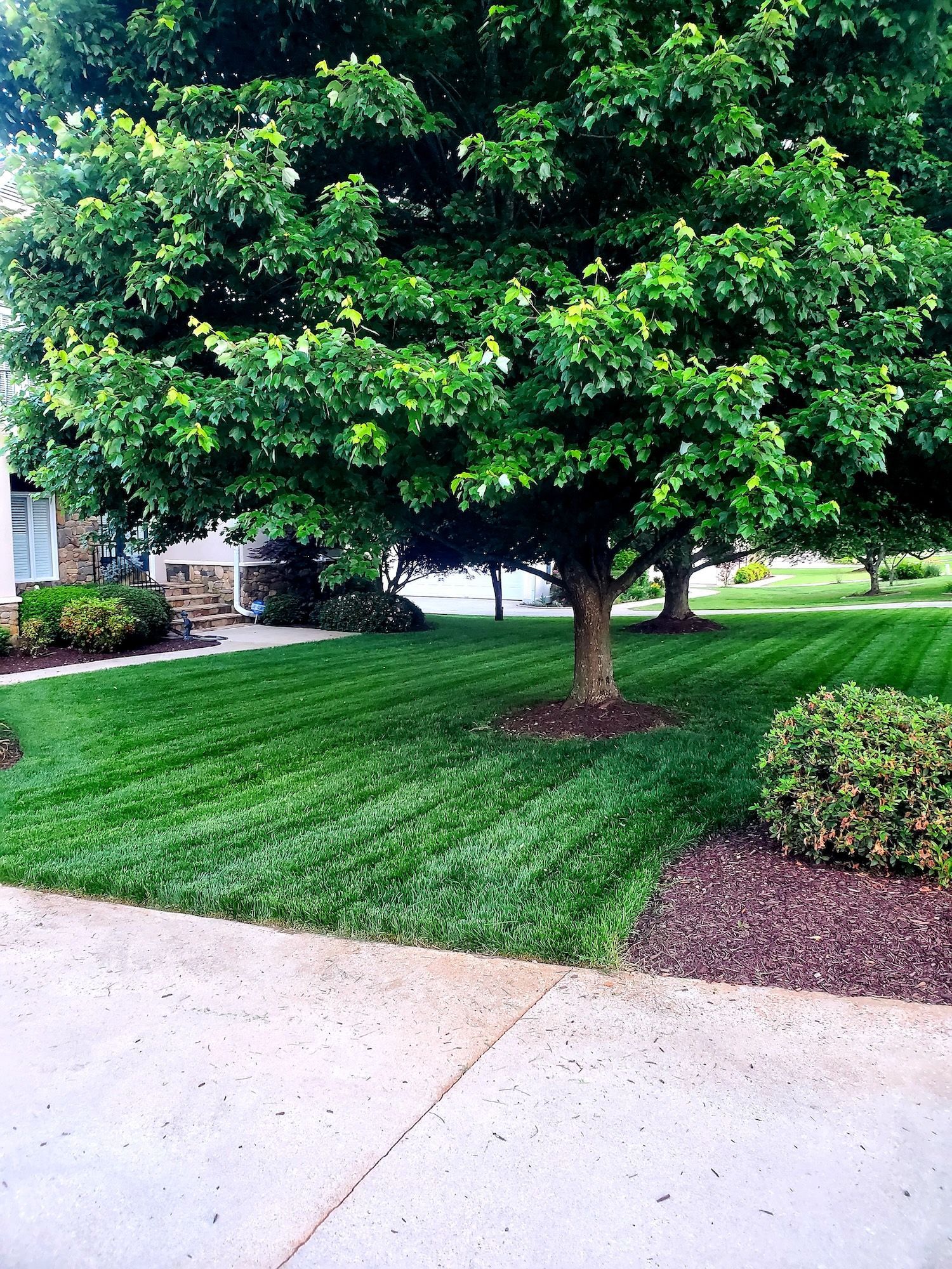 freshly laid sod with trees and bushes in front of a house .