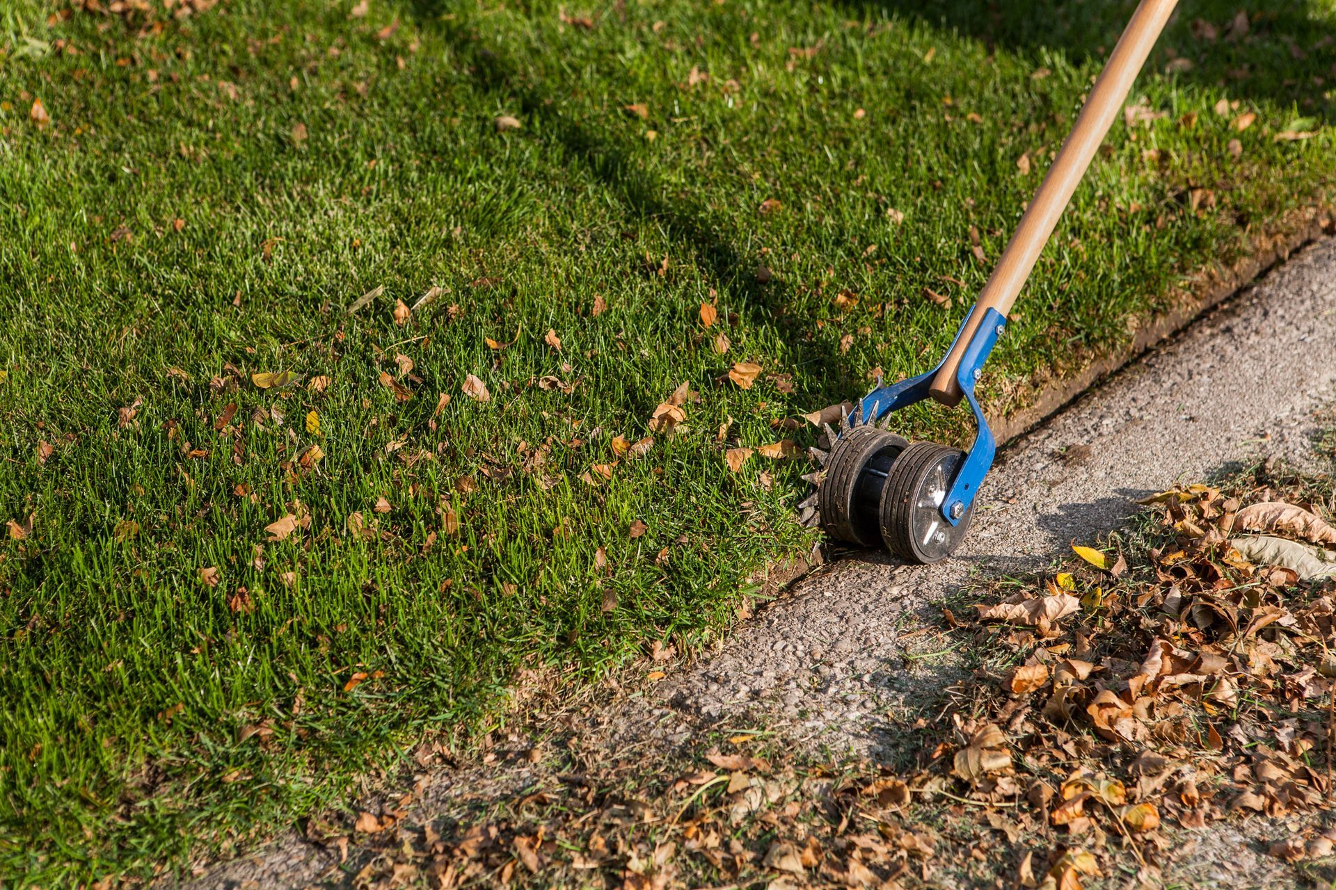 A person using a wheeled edger tool to clean leaves from the edge of a lawn and sidewalk.