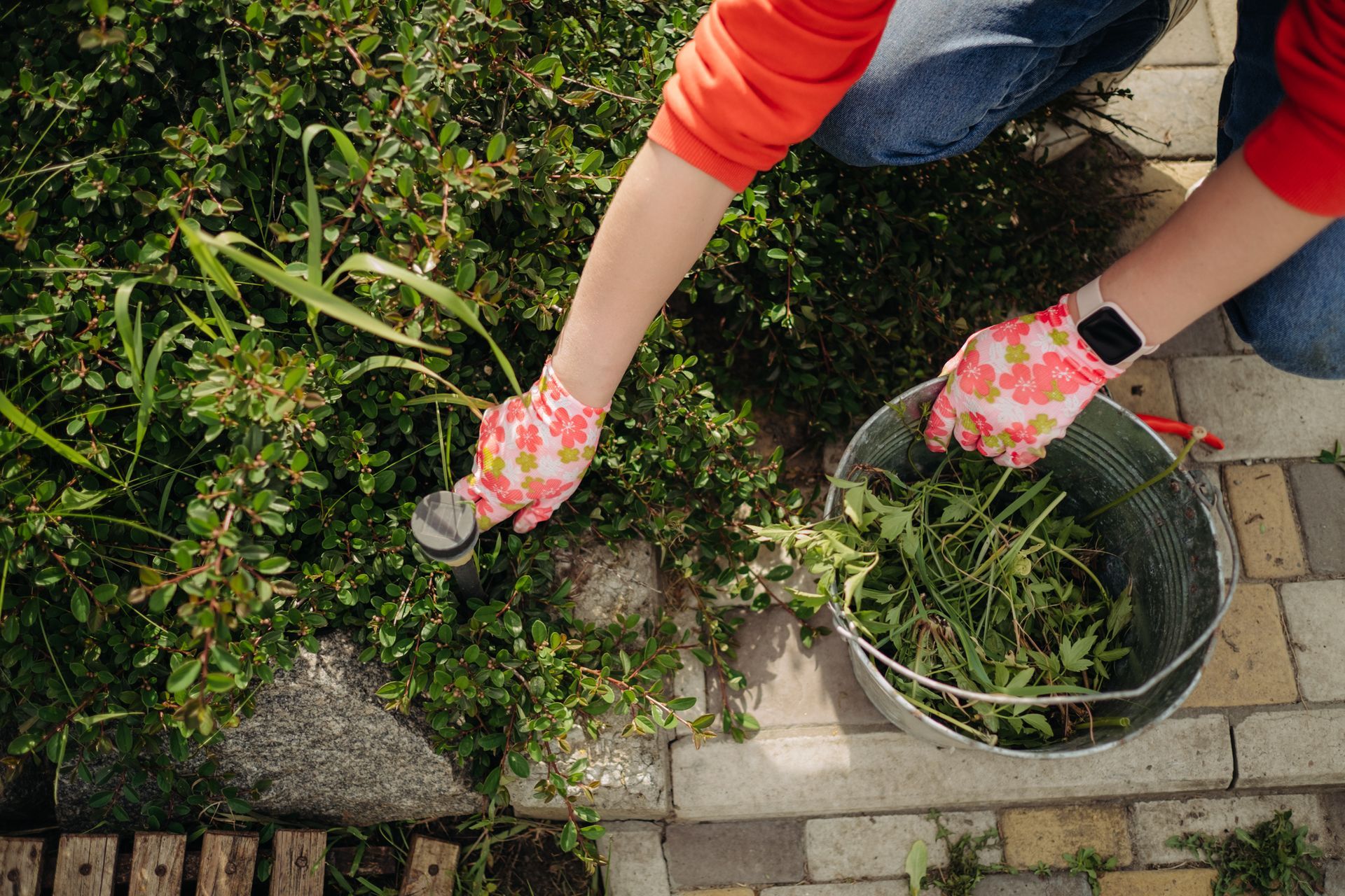 Person weeding a garden, wearing pink floral gloves, adding weeds to a metal bucket.