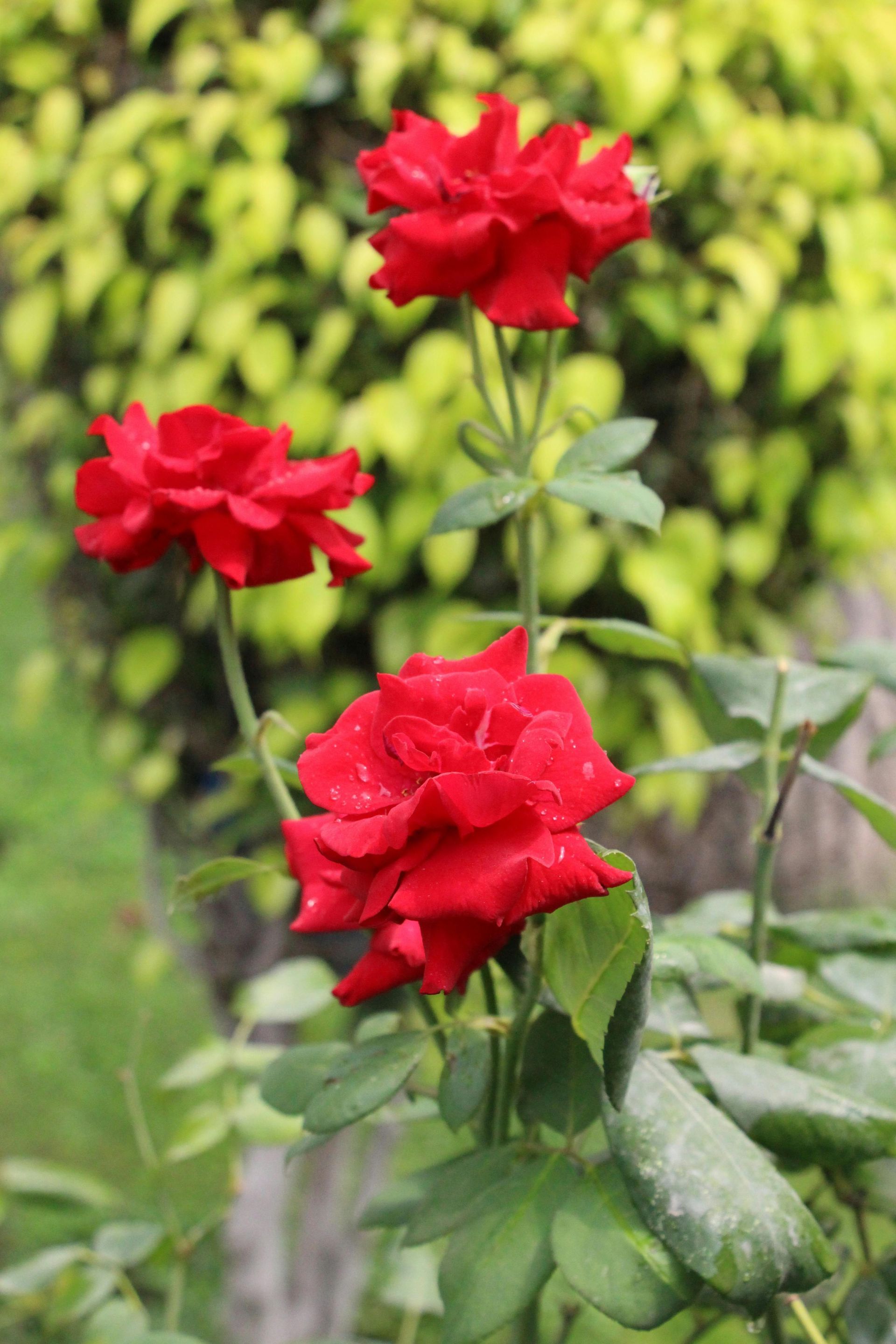 Three red roses are growing on a bush in a garden.