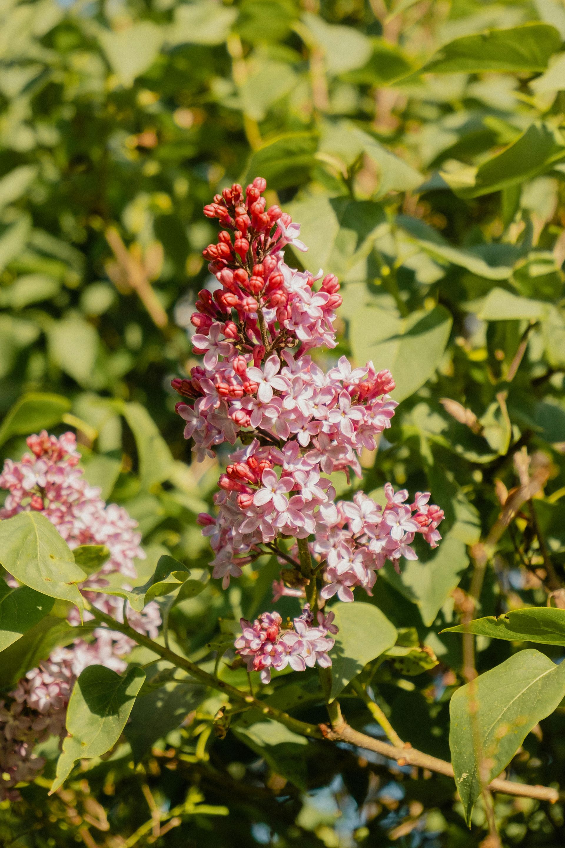 A close up of a bunch of pink and red flowers on a tree branch.