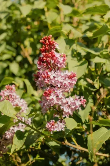 Decorative flower landscaping in Martinez CA – Vargas Landscape Plus