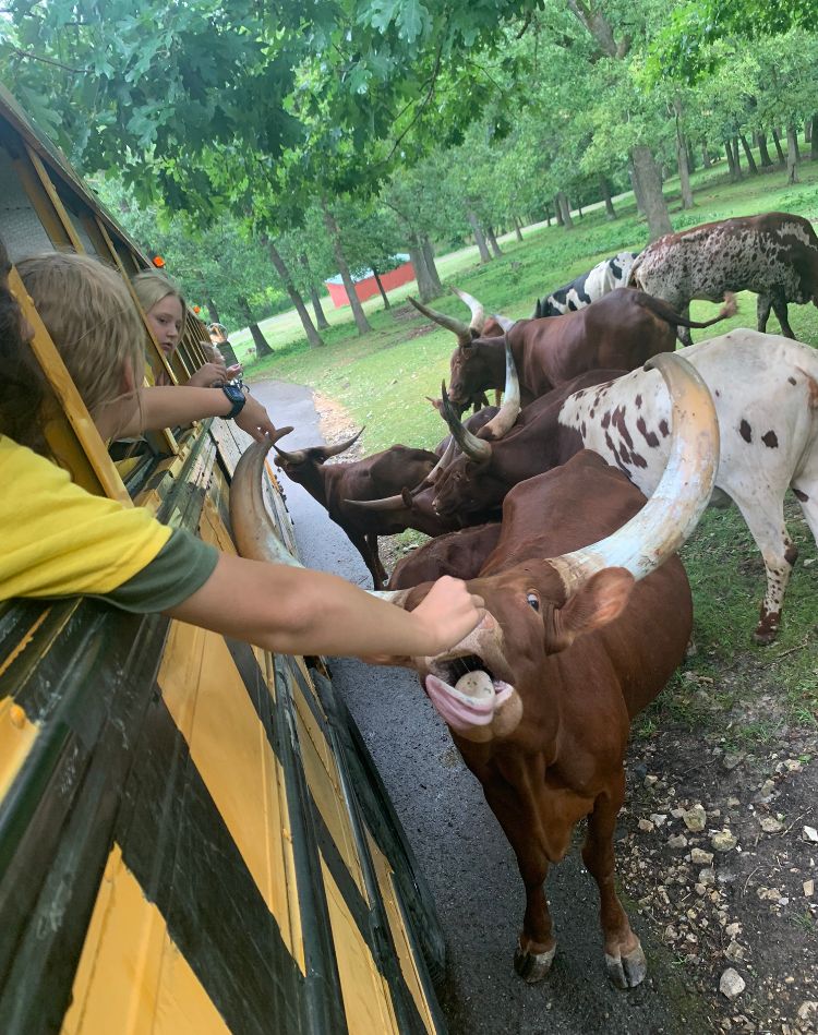 A person leans out of a yellow bus window to feed a Watusi bull, with several other long-horned cattle gathered nearby.