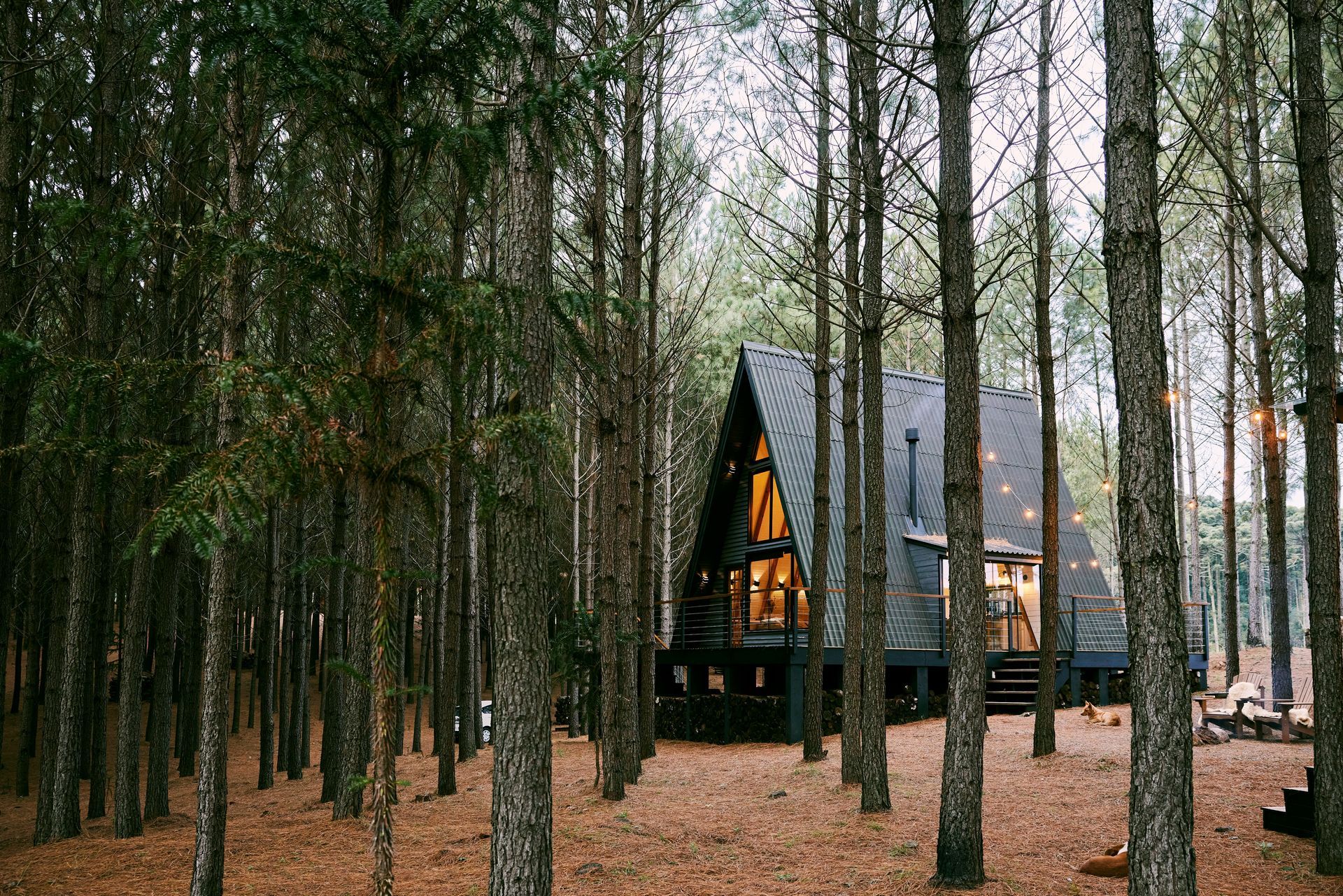 A-frame cabin nestled amongst tall trees in a forest, brown leaves cover the ground.