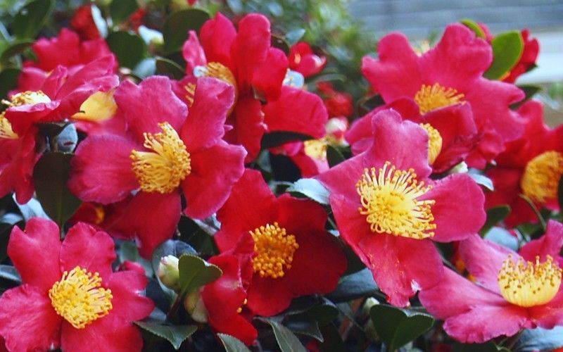 Yuletide Camellia