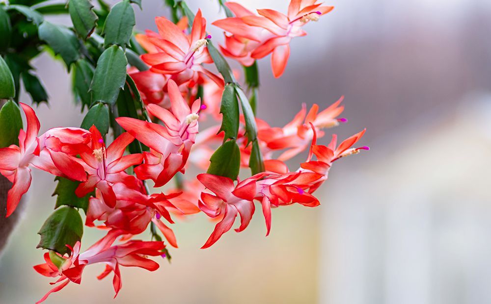 Christmas Cactus 