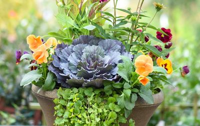 Container Garden