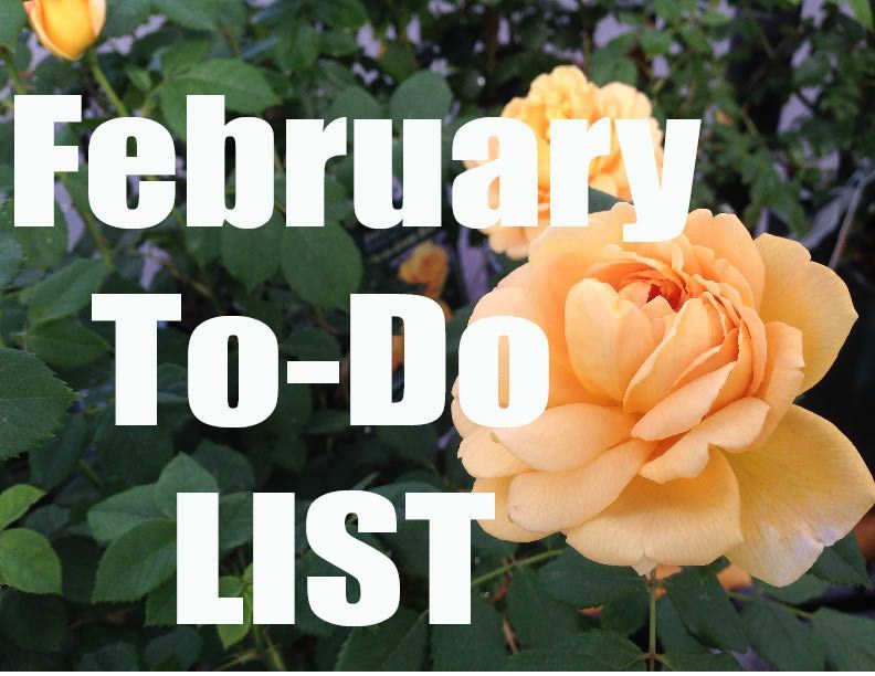 February Gardening To Do List 