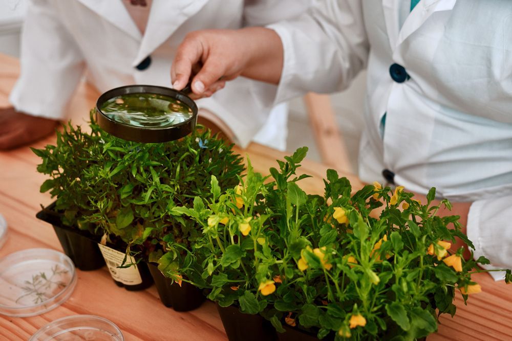 People Looing on a Plant Using a Magnifying Glass