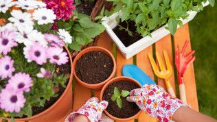 Expert Gardening