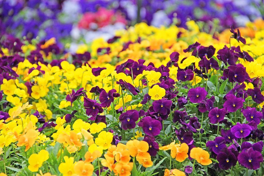 Pansy Flowers 