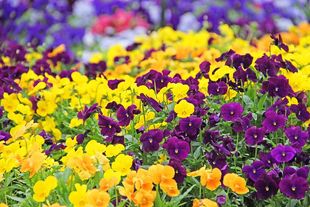 Pansy Flowers 