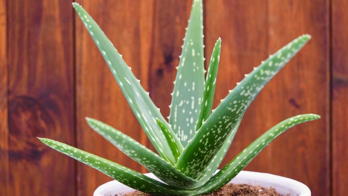 aloe