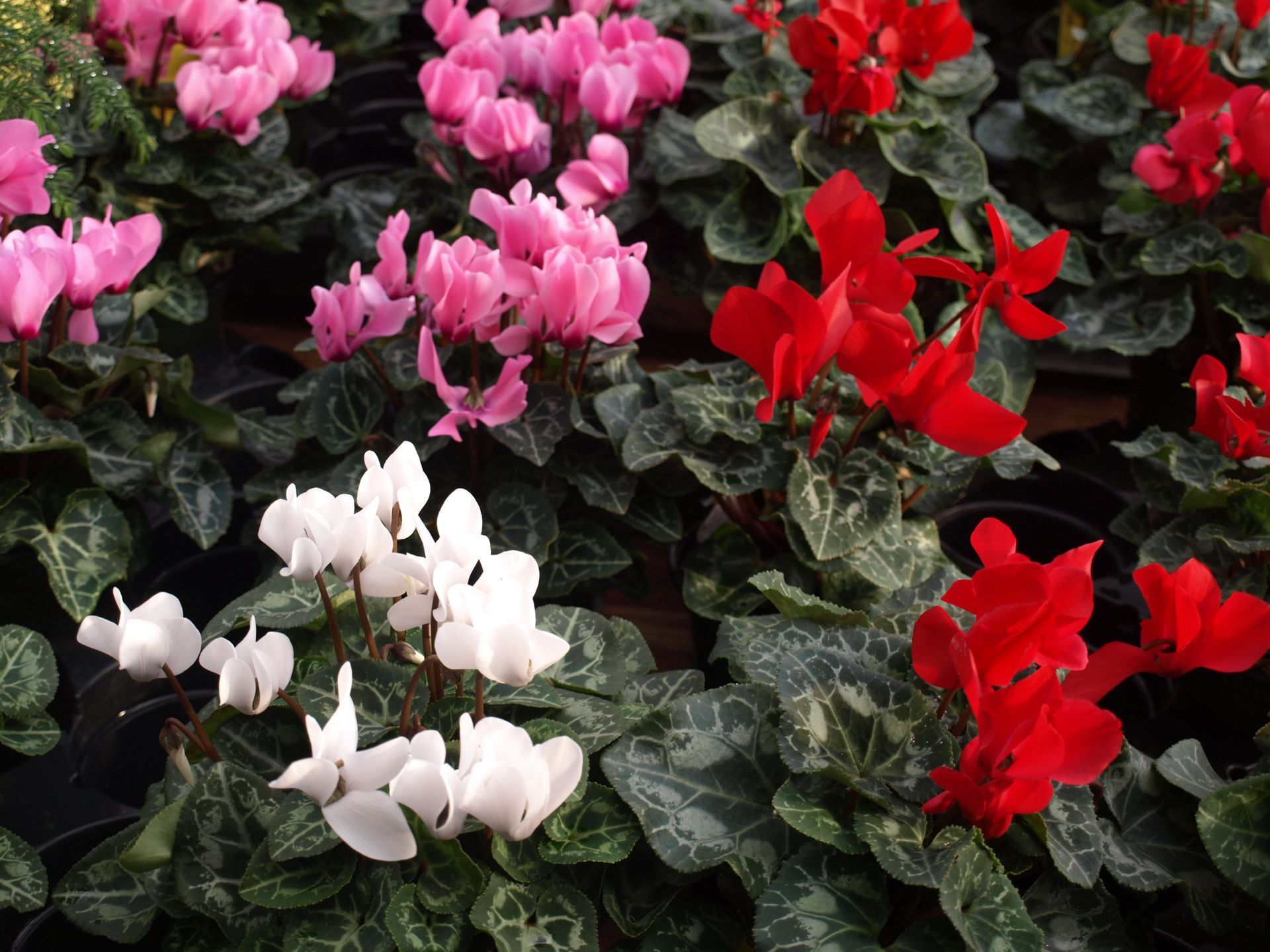 Cyclamen