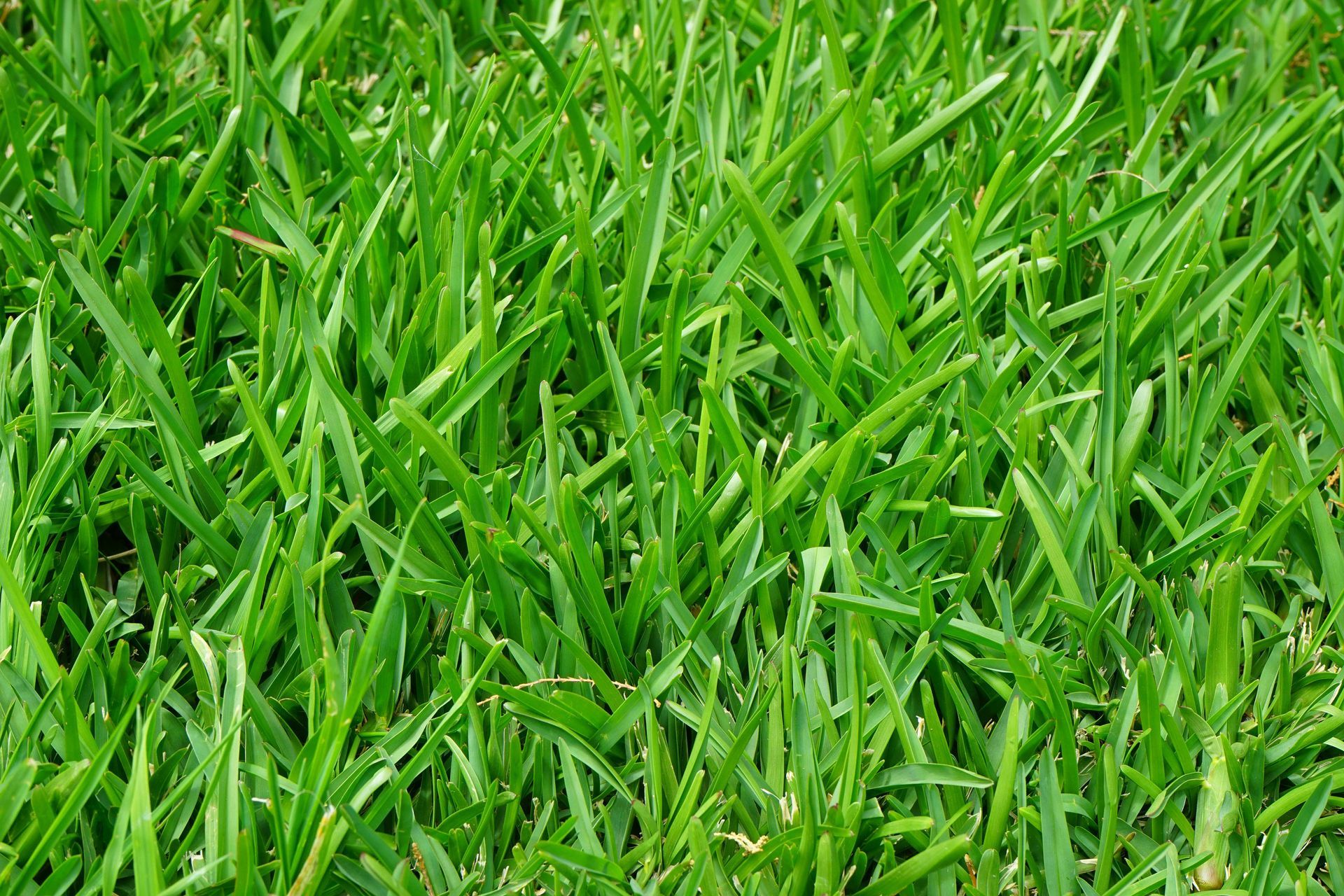 Lawn 