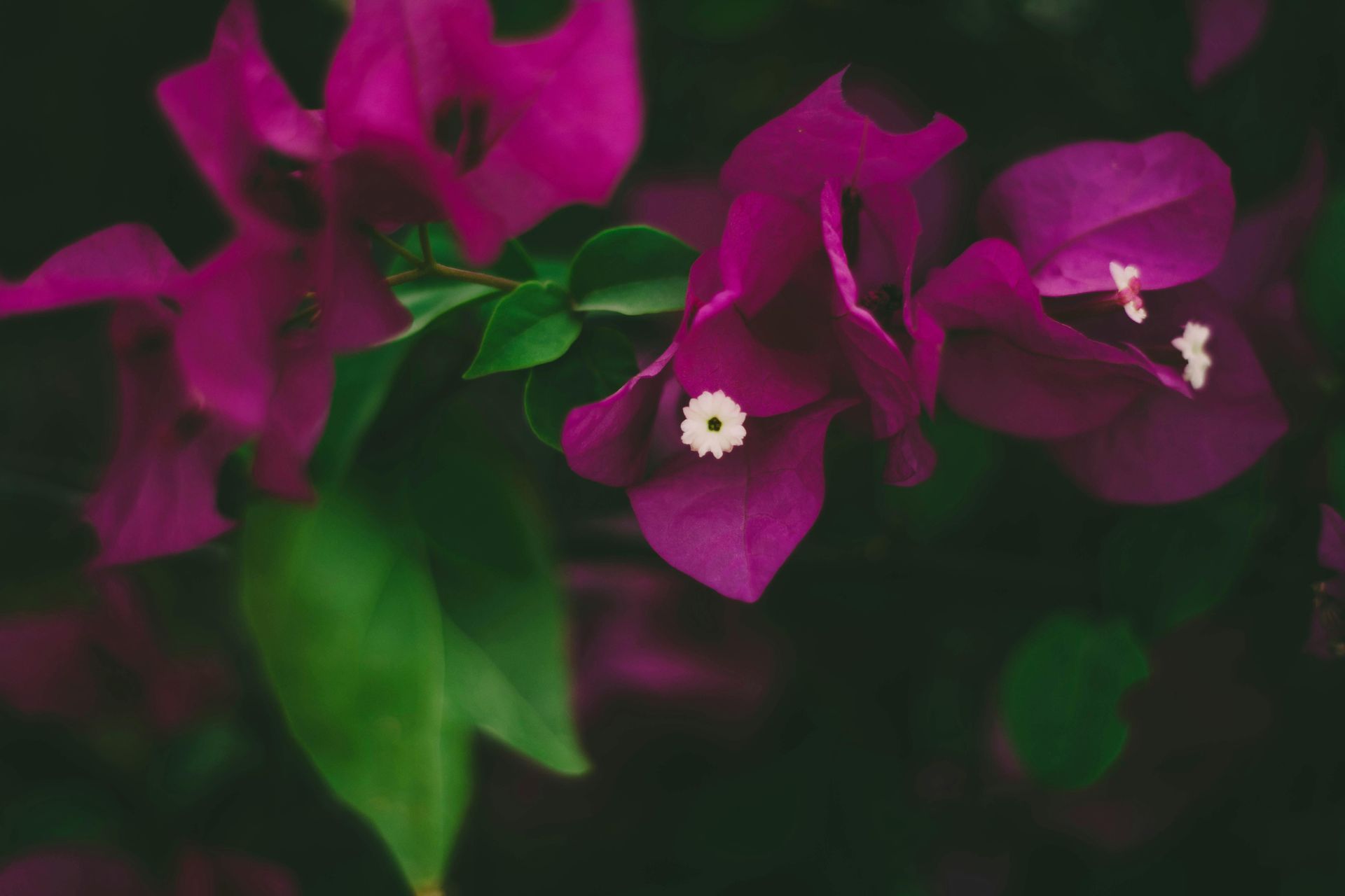 Bougainvillea Sale