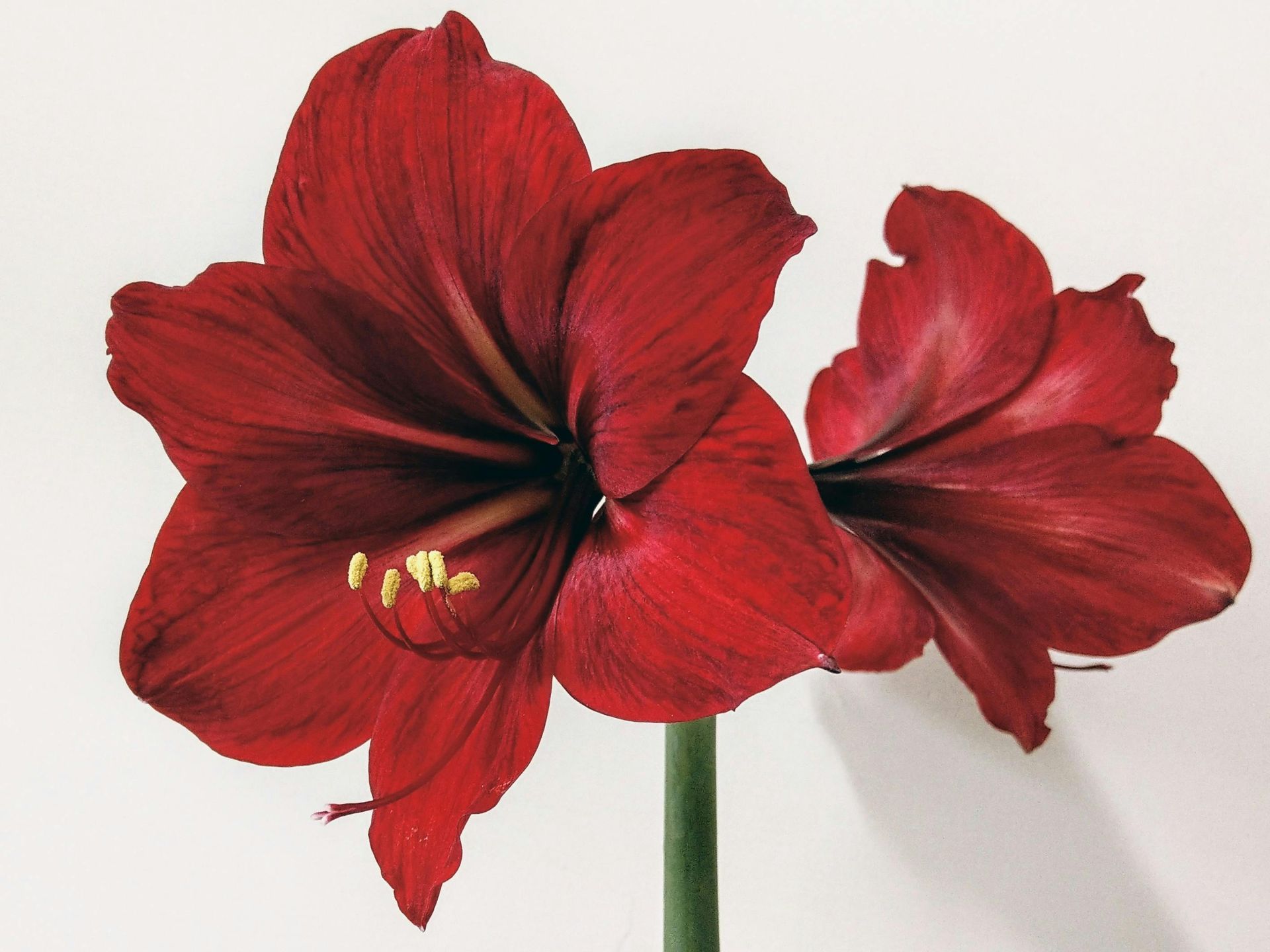 Amaryllis 