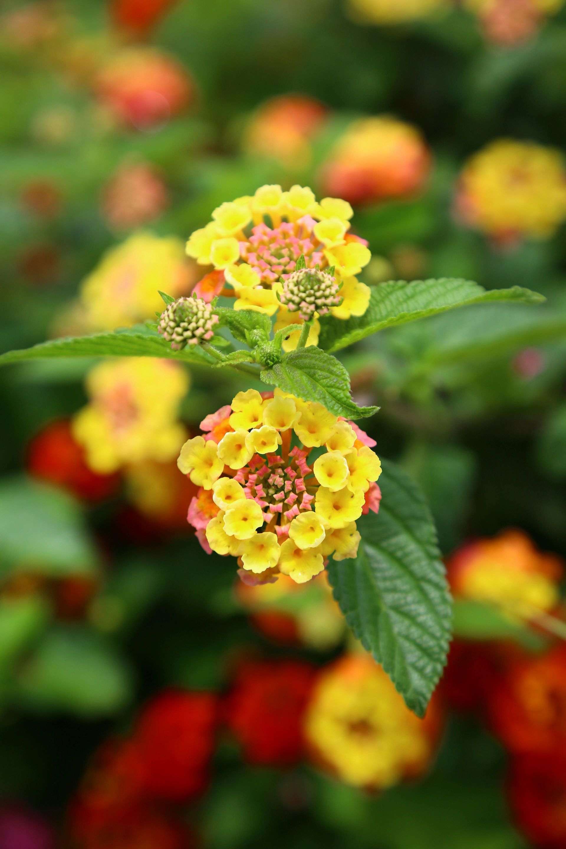 Plants to take the heat
