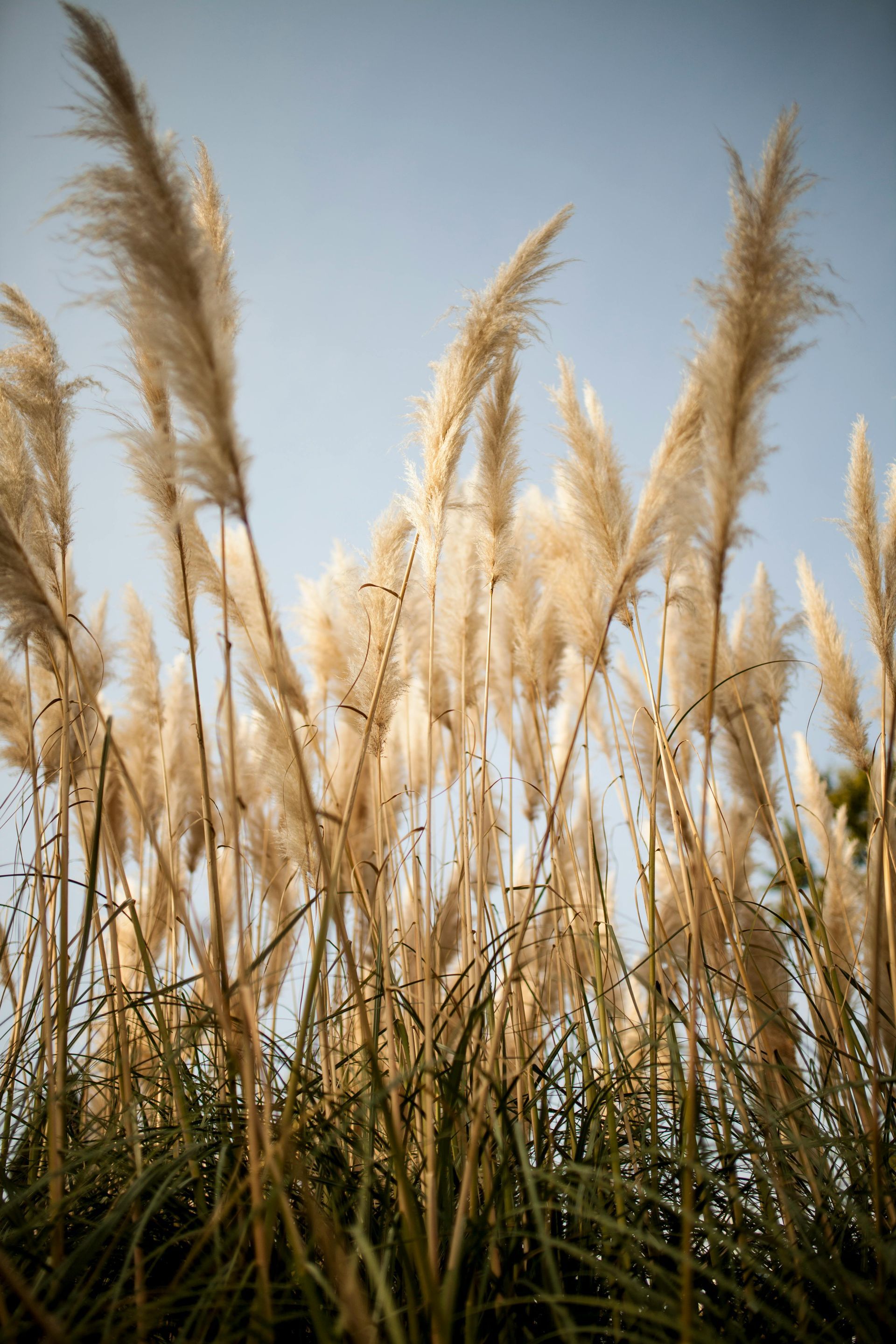 Ornamental Grass