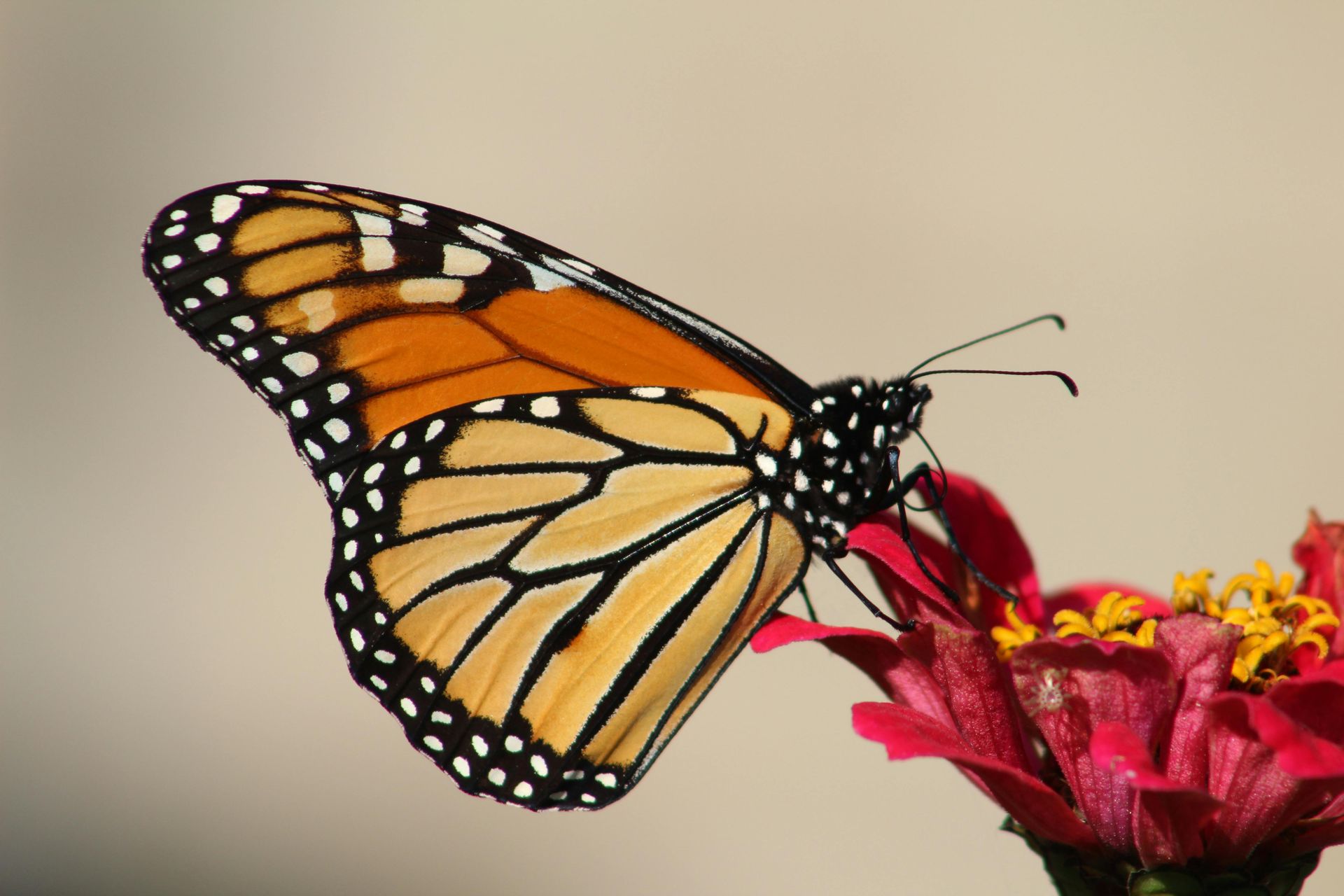 butterfly on flower