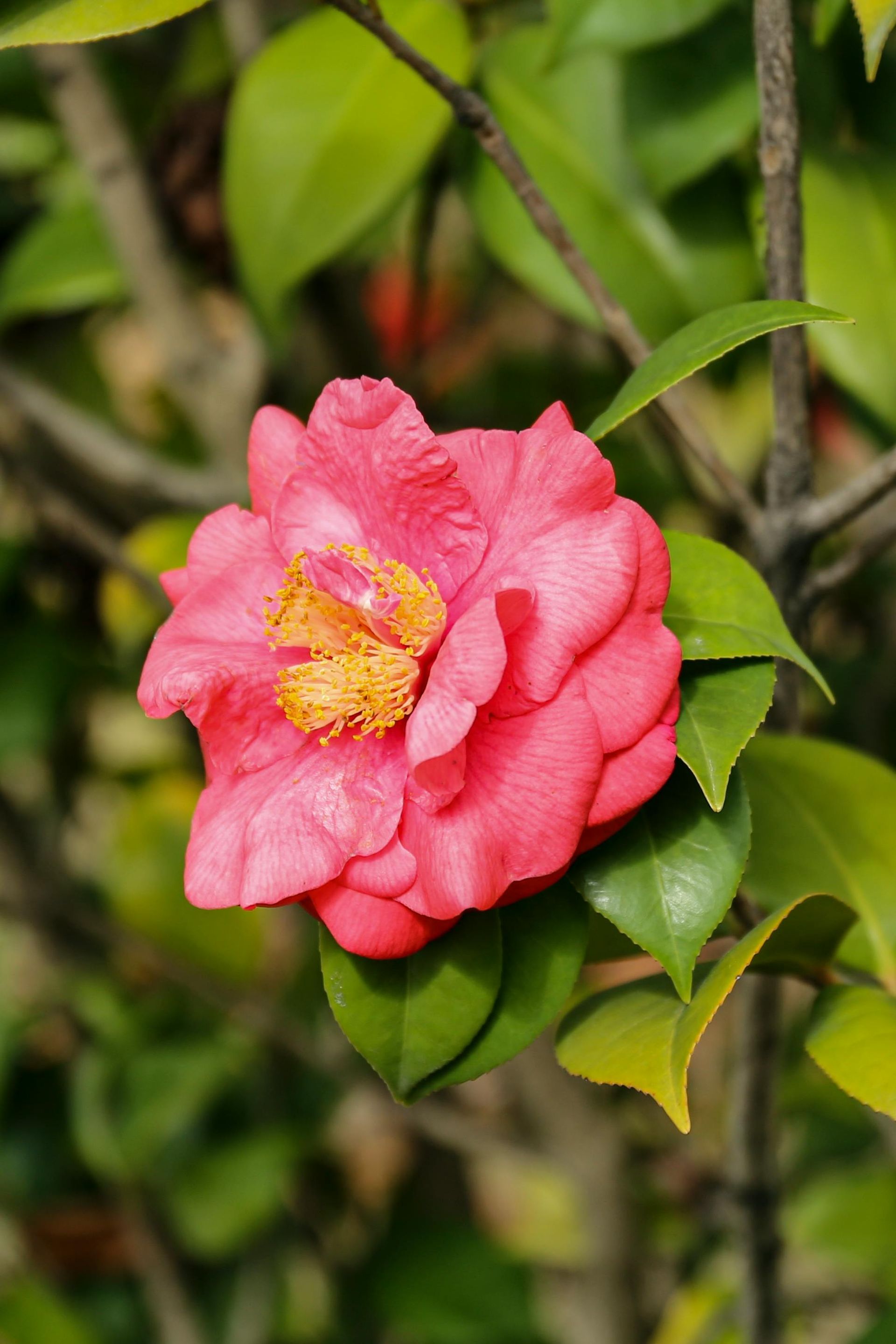 Shi Shi Camellia 